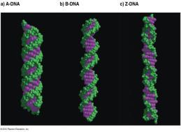nın 3 boyutlu bilinen 3 farklı yapısı vardır: A- (Sağ el formu) B- (sağ el formu) Z- (sol el formu) Hücrelerde B- hakimdir A- su kaybetmiş örneklerinde görülebilir Z- nın metilasyona uğramış