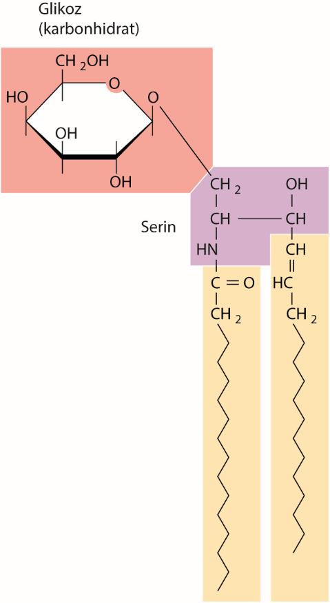 Fosfolipidlere ek olarak, birçok hücre zarı glikolipid ve kolesterol içerir. Glikolipidler; Karbohidrat içeren bir polar baş kısmına bağlanmış iki adet hidrokarbon zincirinden oluşmaktadır.