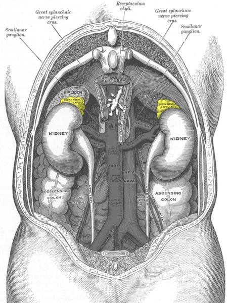 1. GİRİŞ 1.1 Böbrek Üstü Bezlerinin Anatomisi Memelilerde, adrenal, suprarenal, surrenal bezler olarak da bilinen böbrek üstü bezleri, böbreklerin hemen üstlerinde bulunan iç salgı bezleridir.