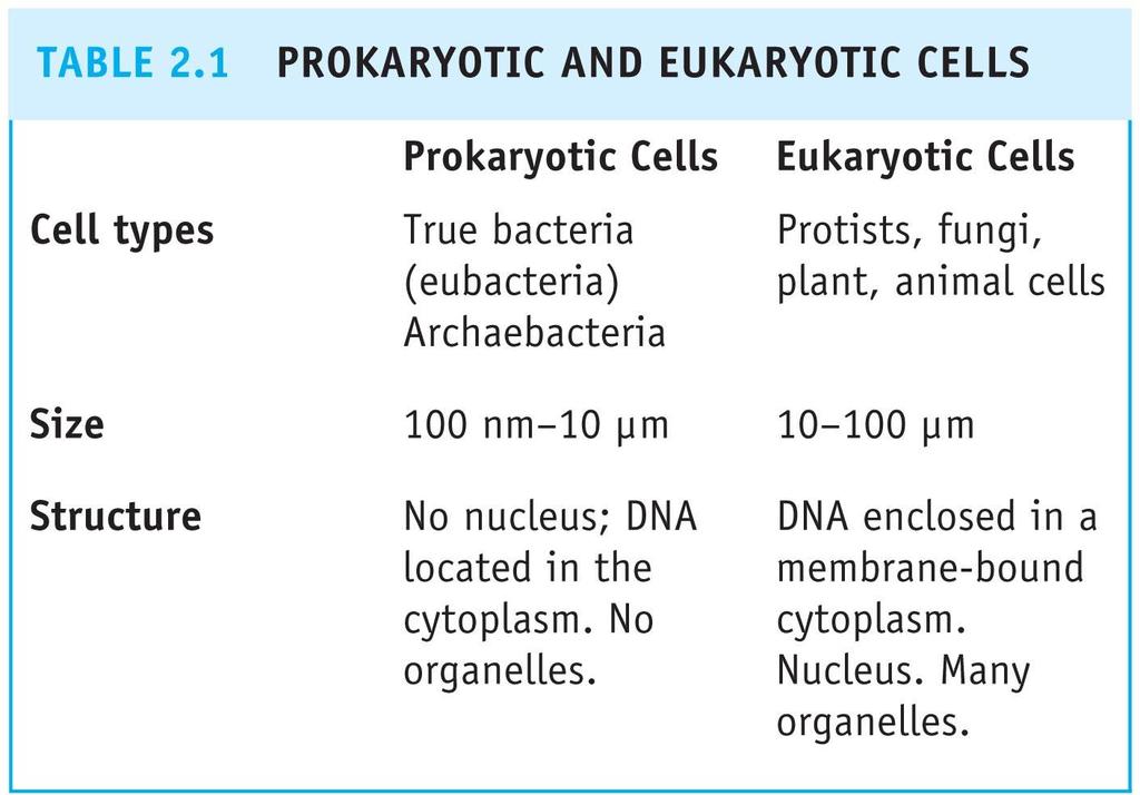 2.1 Hücre yapısı Ökaryot ve prokaryot hücreler arasındaki farklar Hücre tipi Gerçek bakteriler, arkeabakteriler Insert table 2.