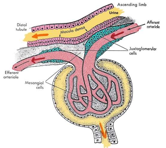 JUXTAGLOMERULAR APPARATUS *Makula densa hücreleri lümendeki NaCl değişikliklerini Na- K-2Cl vasıtasıyla algılar;