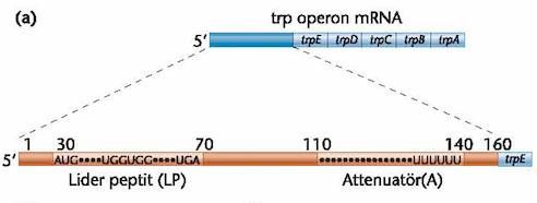 5. Attenüasyon (Kaynak: Genetik Kavramlar, Yüksek triptofan derişiminde, transkripsiyon yine de başlar fakat 140 nükleotid sentezlendikten