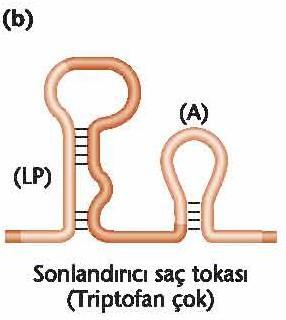 5. Attenüasyon (Kaynak: Genetik Kavramlar, Transkripsiyona uğrayan ilk DNA dizisi, saç tokaları adı verilen, karşılıklı iki özel ilmik şeklinde katlanma