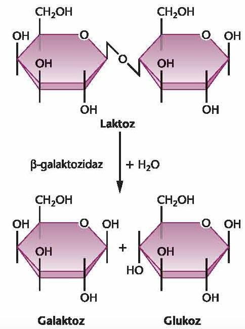 2. Prokaryotlar çevre koşullarına cevap veren etkin genetik mekanizmalara sahiptir 1900 lerde mayanın, laktozlu üreme ortamında laktoz metabolizmasına özgül enzimleri