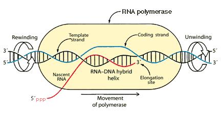DNA molekülü boyunca RNA polimeraz ilerledikçe, kalıp halatın nukleotidlerine uygun baz eşleşmesine olanak sağlamak için DNA sarmalın çözülmesi gereklidir.