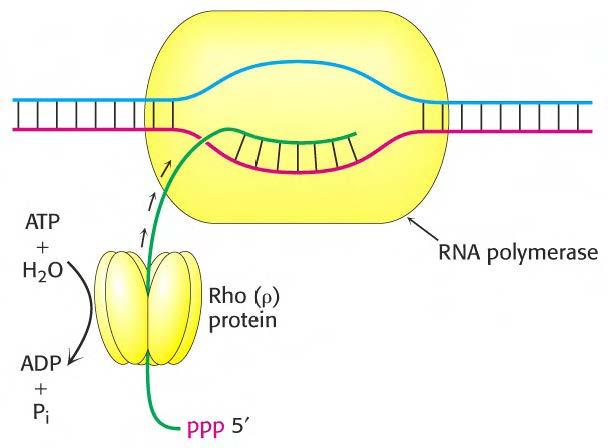 Transkripsiyonun sonlanması DNA molekülünün kalıp halatındaki bazı diziler sonlanma