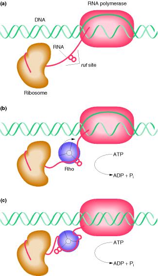 Rho-bağımlı sonlanma Rho hekzamerik bir proteindir RNA nın 70-80 bazlık kısmını etrafına