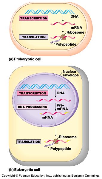 Ökaryot hücresi Transkripsyon Translasyon Prokaryotlarda hücre çekirdeği yoktur. mrna ayrıca sentezlendikten sonra herhangi bir işlemden geçmeden doğrudan sitoplazmaya gider.