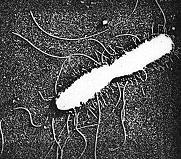Salmonella lar içinde O ve H antijenlerine göre 2000 den fazla serovar ayırt edilmiştir.
