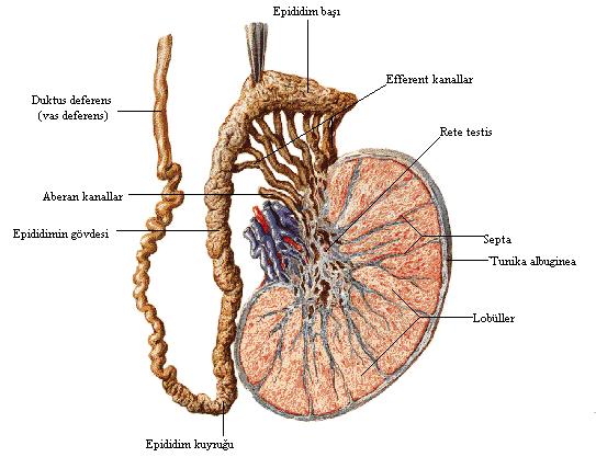 Şekil 4. Testisin kesitsel anatomisi ve toplayıcı kanalları (6) Testis üç ayrı arteriyel sistem tarafından kanlandırılmaktadır.
