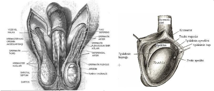Skrotum ve Testis Skrotum, penis kökünün altında yer alan üzerinde kıl foliküllerinin bulunduğu, kıvrımlı yapıda bir cilde sahip olan ve testisleri barındıran bir kesedir.
