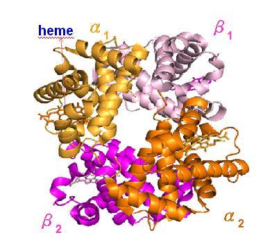 Hemoglobinopatilerin genetik temeli HbA : a 2 b 2 HbA 2 : a 2 d 2 HbF :