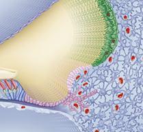 Kemik Kohlea periostunun kalınmasıyla oluşan SPİRAL LİGAMENT tarafından yapılmıştır, Burada Spiral Ligament in üzerini örten üç farklı epitelial bölge