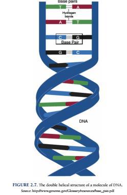 DNA NIN YAPISI Karşılıklı zincirler üzerindeki nükleotidler