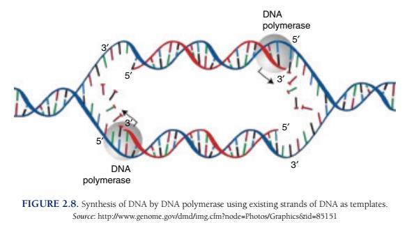 DNA