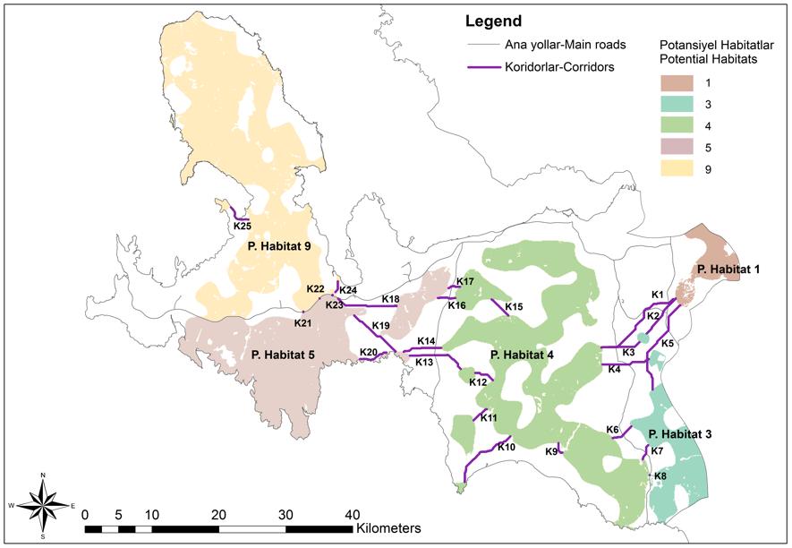 Araştırma alanındaki potansiyel habitatlar toplamda en fazla 41 çifti destekleyebilecek büyüklüktedir.bunakarşılık,anahtarenaz20çifti destekleyebilecek büyüklükte bir habitat parçası bulunmamaktadır.
