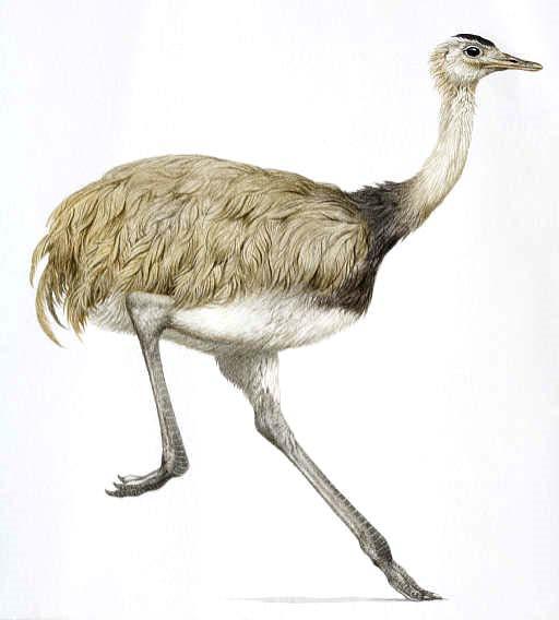 Şekil 9. Struthio camelus Ordo Rheiformes Amerika deve kuşlarıdır. Morfolojik olarak önceki ordoya benzer fakat boyutları daha küçüktür. Eşeysel farklar azdır.