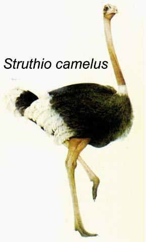 Rhea americana Ordo Casuariiformes Diken tüylü deve kuşları olarak bilinirler. Uçamayan karinasız ve kanatları körelmiş kuşlardır. Boyları 1,5 m kadardır.