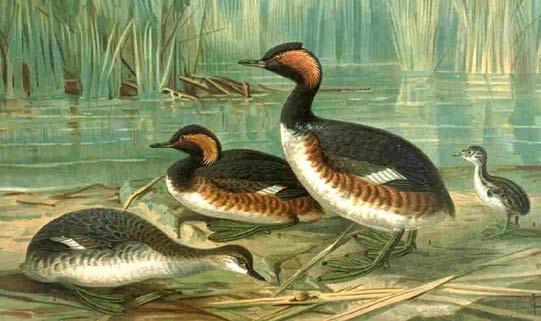 Şekil 14. Podiceps nigricollis (Siyah boyunlu yumurtapiçi) Ordo Gaviiformes Dalgıç kuşlarını içine alan gruptur. Gagaları uzun ve yanlardan basıktır. Göğüs omurlarının hepsi serbest ve hareketlidir.