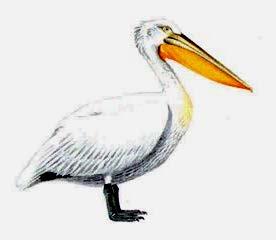 bataklık kenarlarında yaşar. Şekil 18. Pelacanus crispus (Tepeli pelikan) Familya Phalacrocoracidae Gagaları uzunca yapılı ve ucu kıvrıktır.