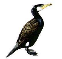 Phalacrocorax carbo Gözlerden itibaren alt gaganın arka kenarını çevreleyen geniş beyaz bir bant bulunur.