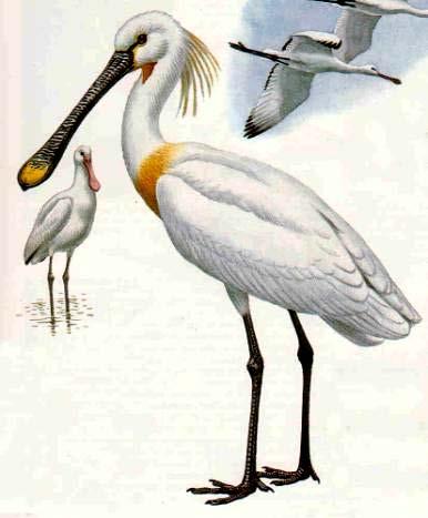 Şekil 23. Platelea leucorodia (Kaşıkçı kuşu) Ordo Phoenicopteriformes Su kenarlarında yaşayan en uzun bacaklı kuşlardır. Boyun uzun bacaklar çok uzun parmaklar perdelidir. Gagaları ortadan kıvrıktır.
