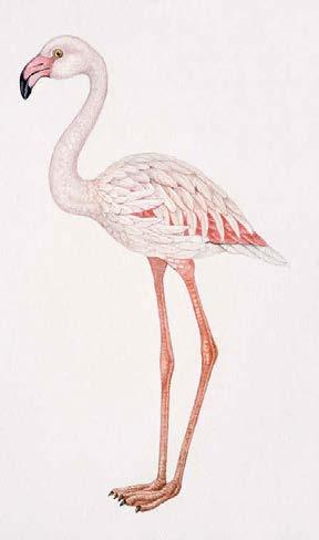 Şekil 24. Phoenicopterus ruber (Flamingo) Ordo Anseriformes Kazların ördeklerin bulunduğu takımdır. Vücutları tıknaz boyunları uzundur. Gagaları üstten basık ve geniş, gaga dibi yumuşak ve kabarıktır.