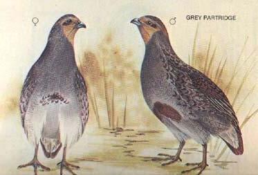 Ordo Galliformes Tavuksuların bulunduğu takımdır. Tipik zemin kuşlarıdır. Kanatlar genellikle kısa ve küt olduğundan uçuşları iyi değildir. Erkekleri çeşitli renklerde dişileri nispeten homojendir.