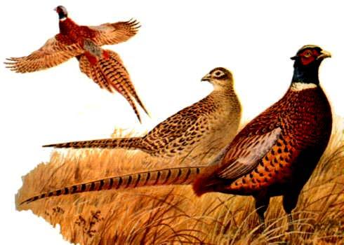 Şekil 32. Phasianus colchicus (Sülün) Ordo Gruiformes(=Ralliformes) Turnaların bulunduğu takımdır. Çoğunlukla sucul yaşamları olan karasal ve bataklık kuşlarıdır.