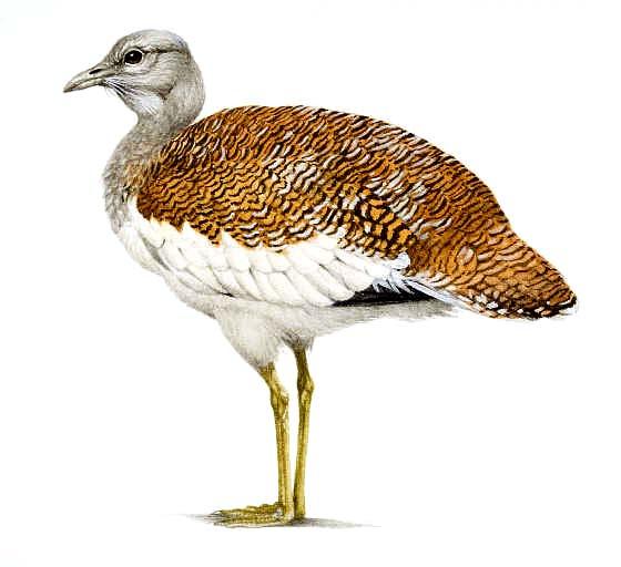 Erkekte gaga gerisinden çıkan ve geriye doğru uzanan grimsi beyaz sakal tüyleri vardır. Yerli ve göçmen kuşlardır. Şekil 35.