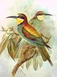 Şekil 42. Merops apiaster (Arı kuşu) Coracias garrulus Açık ve seyrek ağaçlık alanlarda bulunur.