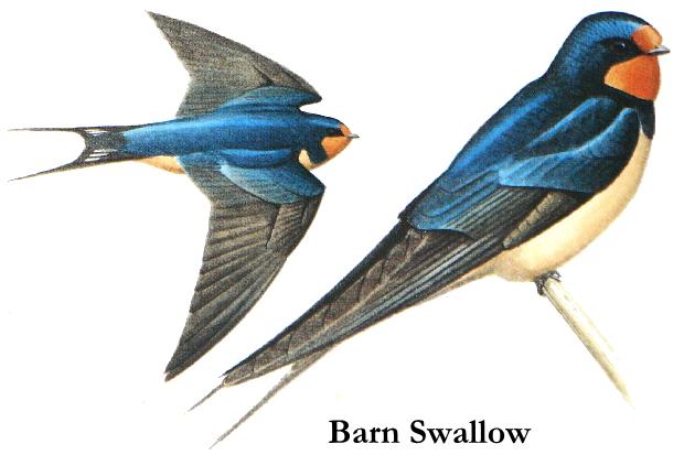 de içerir. Çok büyük bir takımdır. 64 familya ve 5100 kadar tür içerir. Günümüzde bilinen kuşların yarısından fazlası bu takımda bulunur. Ses çıkarma organları çok iyi gelişmiştir ve daima bulunur.