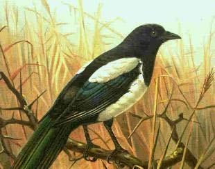 Şekil 49. Pica pica (Saksağan) Corvus corax Fundalıklar ve hayvan yetiştirilen yerlerde bulunurlar. Vücudun tümü siyah boyun altı tüyleri diktir. Gaga kalın kuvvetli ve siyahtır.