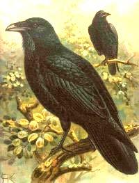 Corvus corax (Siyah karga) Regulus regulus Çam ve karışık ormanlarda, park ve bahçelerde yaşarlar. Ergin erkeğin başının üstü sarı arka tarafı kırmızıdır.