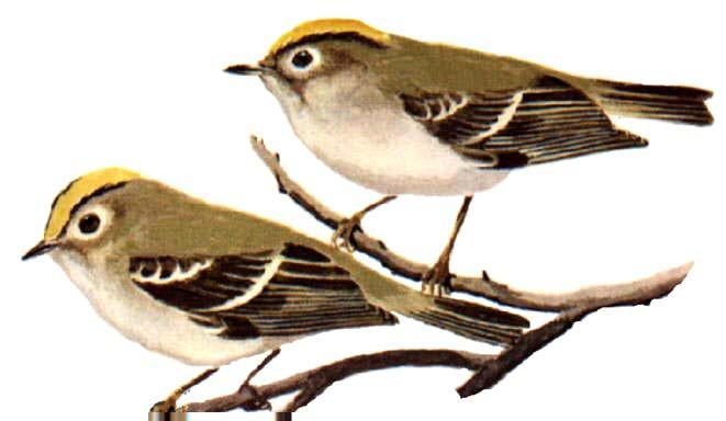 bulunabilen yerli kuşlardandır Şekil 51. Regulus regulus (Çalı kuşu) Remiz pendulinus Bataklık orman göl ve nehir kenarlarında yaşarlar.