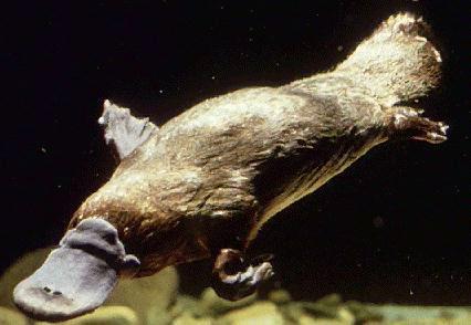 gibi gaga şeklindedir. Ordo Monotremata Sadece Avustralya bölgesinde yaşarlar. Reptillerle ortak birçok özellikleri vardır. Penis kloak içindedir. Dişinin yumurta kanalları da kloaka açılır.