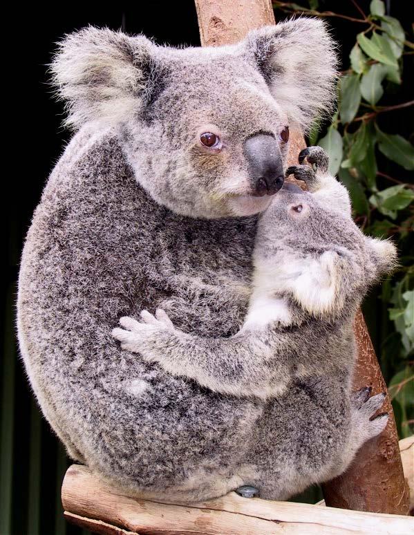 Phascolarctos cinereus (Koala) Ağaçlarda yaşayan en büyük keselilerdir. 82 cm boyundadırlar. Kuyrukları yoktur. Gece aktiftirler ve yavaş hareket ederler. Kulaklar büyük ve sık kıllıdır.