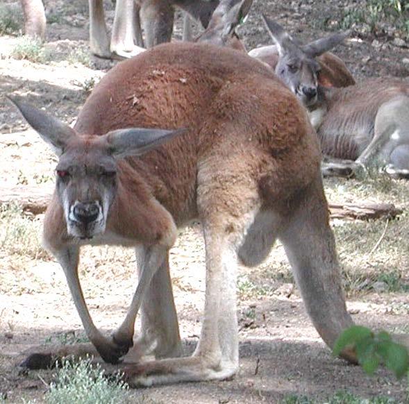Phascolarctos cinereus (Koala) Macropus rufus (Kırmızı kangru) Gövde genelde dikine tutulur. Ön bacaklar kısa ve kuvvetli tırnaklı, arka bacaklar ön bacaklara göre çok daha büyük ve sıçramaya yarar.