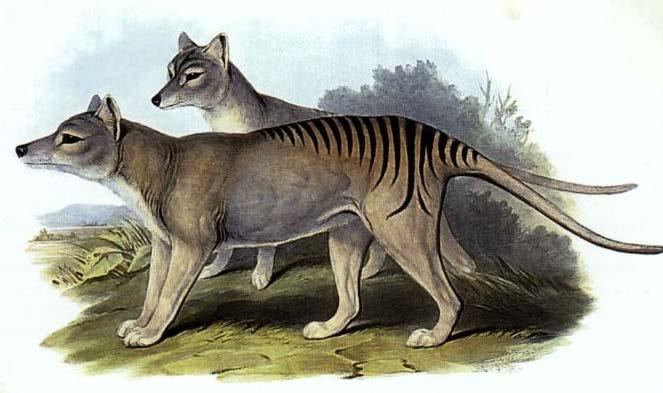 Şekil 58. Macropus rufus (Kırmızı kangru) Thylacinus cynocephalus (Keseli kurt) 110 cm ye ulaşan vücut uzunluğu ile yaşayan en büyük keseli etçildir. Kese arkaya açılır.