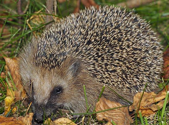 Şekil 60. Erinaceus europaeus (Kirpi) Sorex minitus (Sivri burunlu cüce fare) Burun kısmı uzun ve hortum şeklindedir. Postları yumuşak kıllı ve dorsal tarafı tümüyle koyudur.