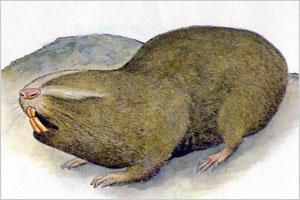 Şekil 66. Allactaga euphratica (Arap tavşanı) Spalax leucodon (Kör fare) Köstebeğe benzerler. Köstebeklerden başlarının daha büyük ve sırt karın yönünde basık olması ile ayrılırlar.