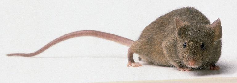 Mus musculus (Ev faresi) Boyları 12 cm kadardır. Omnivor olarak beslenirler fakat özellikle tahılları çok severler. Geceleri işlektirler. Çok iyi koşar sıçrar ve yüzebilirler.