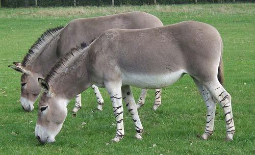 Equus africanus (Afrika eşeği) Equus przewalski (Yabani at) 20 kadar bireyden oluşan sürüler halinde yaşarlar.