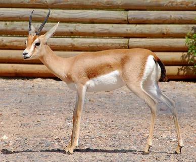 Gazelle dorcas (Ceylan) Bos primigenius (Yabani Sığır) Bacakları ince uzun boynuzları büyük ve öne