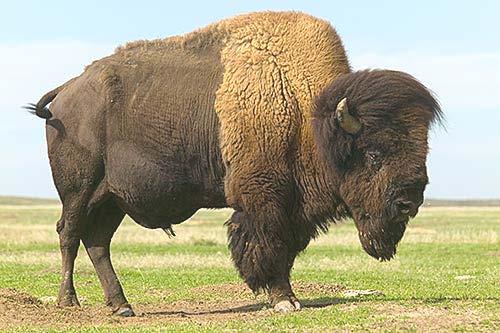 Şekil 86. Bison bison (Amerikan Bizonu) Familya Giraffidae Büyük hayvanlardır. Yükseklikleri l metreye ulaşır. Burun deliklerini kapatabilirler. Gözleri büyük ve uzun kirpiklidir.