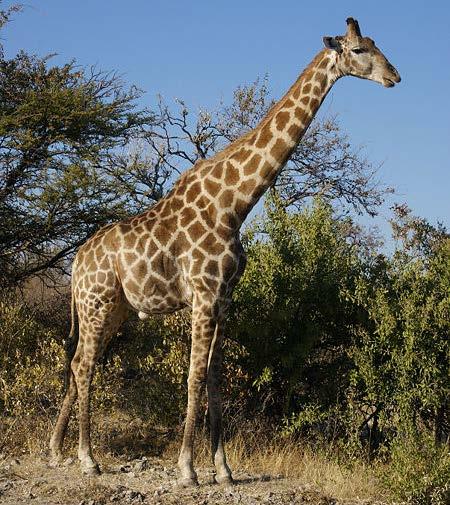 Giraffa camelopardalis (Zürafa) Boyunları çok uzundur fakat bunlarda da her memeli de olduğu gibi 7 boyun omuru vardır. Hem dişilerde hemde erkeklerde boynuz vardır.