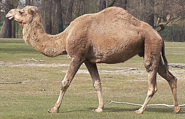 Familya Camelidae Develerin ve lamaların bulunduğu ailedir. Burun delikleri kapatılabilir. Kılları çok yumuşaktır. Sırtlarında yağ depolayan hörgüçleri vardır.
