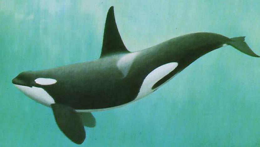 Şekil 91. Orcinus orca (Katil balina) Delphinus delphis (Adi yunus) Akdeniz de en sık görülen yunus türüdür. Gruplar halinde dolaşır ve gemilerle yarışırlar.