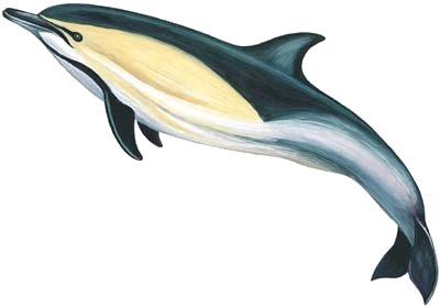 Şekil 92. Delphinus delphis (Adi yunus) Ordo Pinnipedia Su yaşamına uyum sağlamışlardır. Fakat balinalar ve yunuslar gibi tüm yaşamlarını suyun içinde geçirmezler ve karada çiftleşirler.