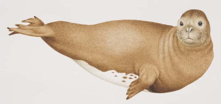 Odobenus rosmarus (Mors) Ordo Carnivora Çenelerde beslenme etçil beslenmeye uygundur. Hemen her familyada 3 kesici ve birer adet köpekdişi bulunur. Premolar ve molarların sayıları ise değişkendir.